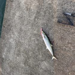 メジロとベイトが湾奥へ