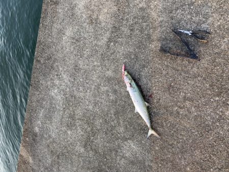 メジロとベイトが湾奥へ