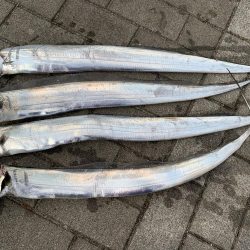 タチウオ、タイミング次第