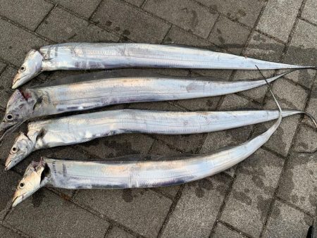 タチウオ、タイミング次第