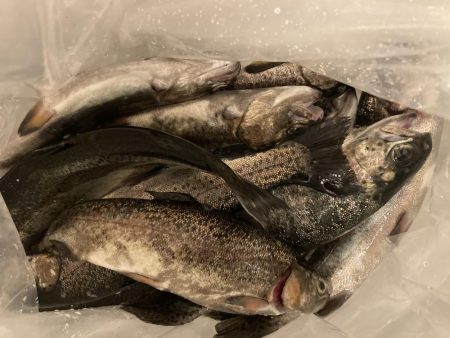 管理釣り場なめてました