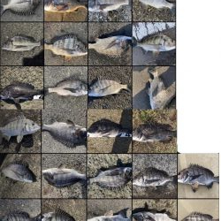 イチノ兄弟、釣果！