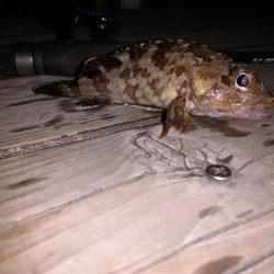 ライトゲーム！フォールで連発！