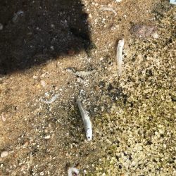 親海公園サゴシ