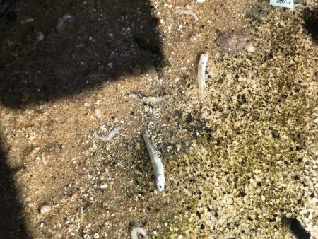 親海公園サゴシ