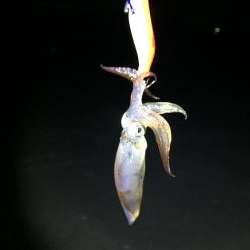 今期初ヒイカ調査