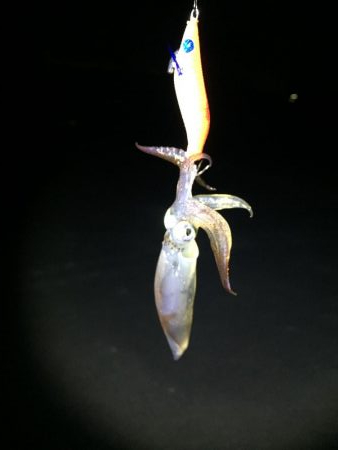 今期初ヒイカ調査