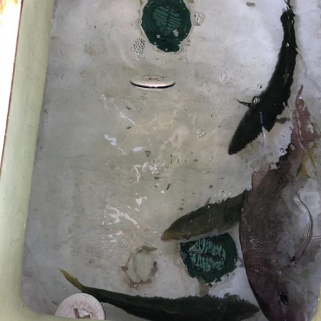 タイラバ・ジギング・バチコン