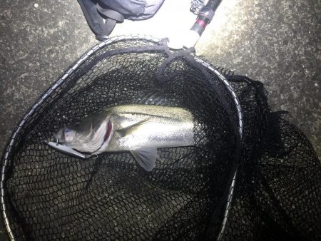 久しぶりのシーバス