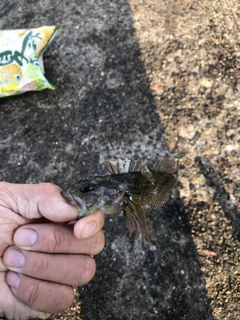 久しぶりの秋カレイ