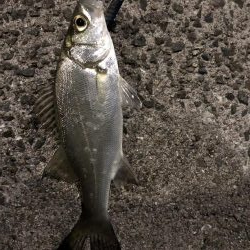 タチウオどこに?