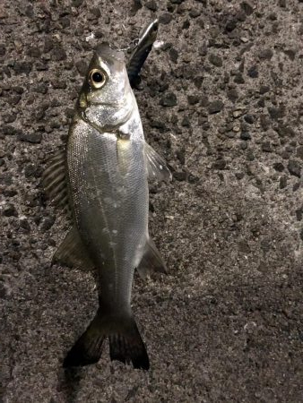 タチウオどこに?