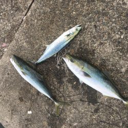 メジロハマチサゴシ