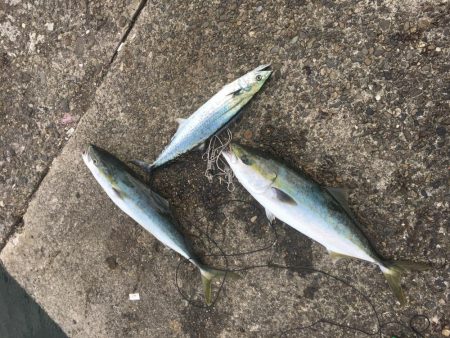 メジロハマチサゴシ