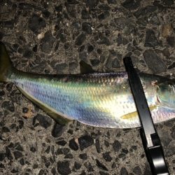 アジングで良型の…