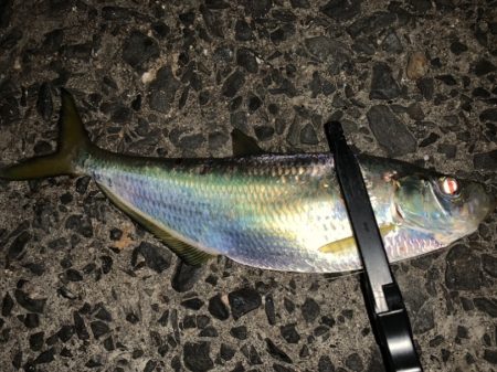 アジングで良型の…