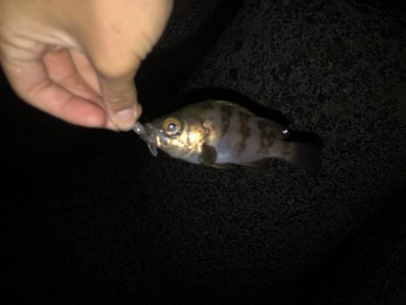 今シーズン初メバリング