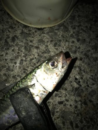 シーズン初のマルチヒット