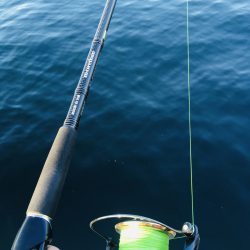 あと少しでメジロ