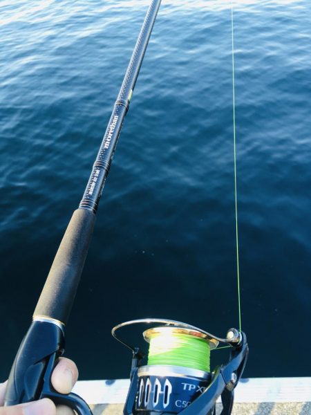 あと少しでメジロ