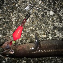 大ガシラ、太アナゴ