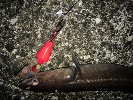 大ガシラ、太アナゴ