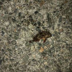 アジが多くなってます!