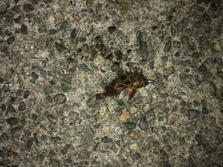 アジが多くなってます!