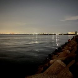 育ってきてますね