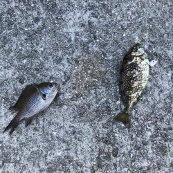 おせんしかいない