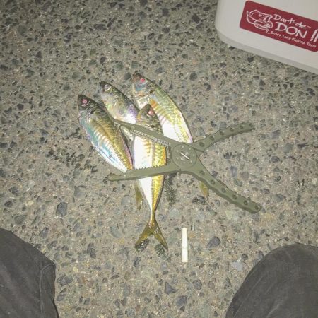 爆風アジング(貴重な止み間に)