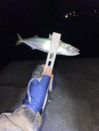 1週間ぶりの浜田市へ、アジング