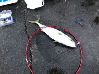 抜群の釣り日和