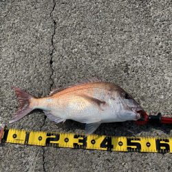 ショアレッド！