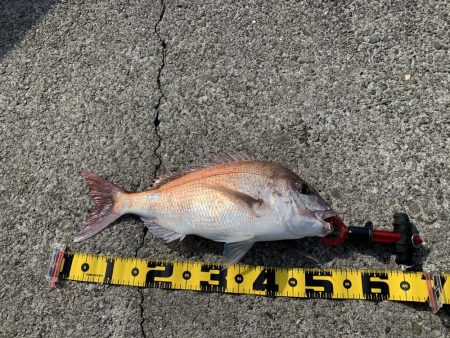 ショアレッド！