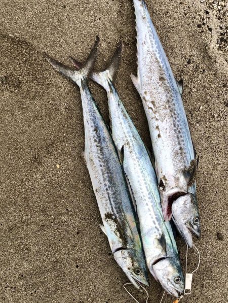 久しぶりの吹上でサゴシ