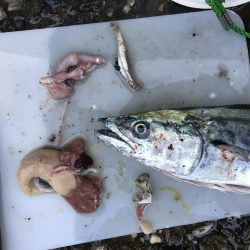 ショアジギングでサゴシ