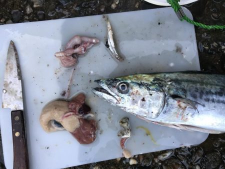 ショアジギングでサゴシ