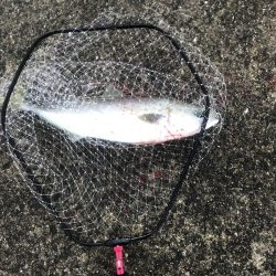 青物まだいるな〜