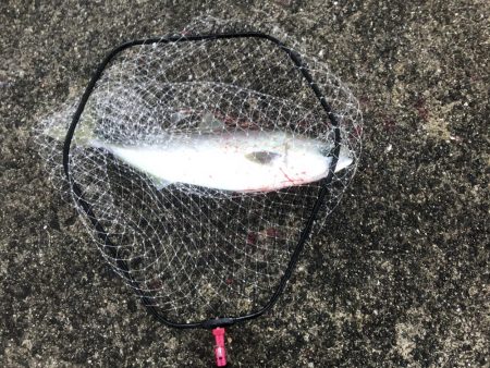 青物まだいるな〜