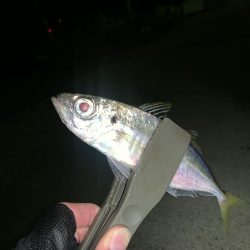 淡路島にアジを求めて