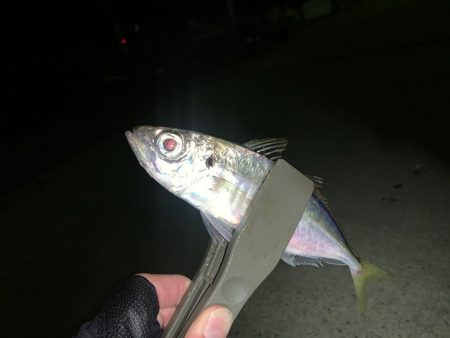 淡路島にアジを求めて