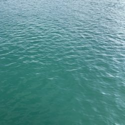 アジングでまさかの…