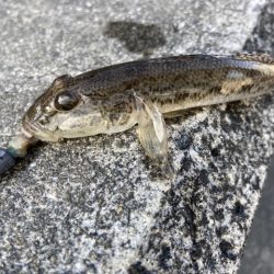 マイクロテンヤ五目