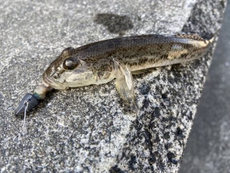 マイクロテンヤ五目