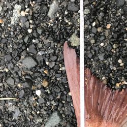 丘からえげつない真鯛!