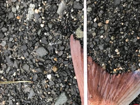 丘からえげつない真鯛!