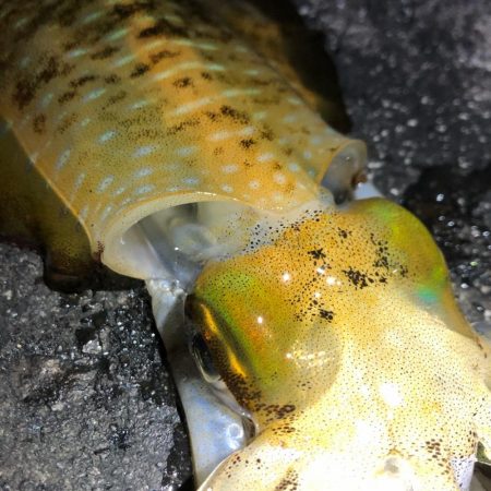 2020 佐渡ヶ島エギング 38回目