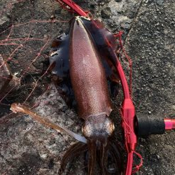 ラストエギング