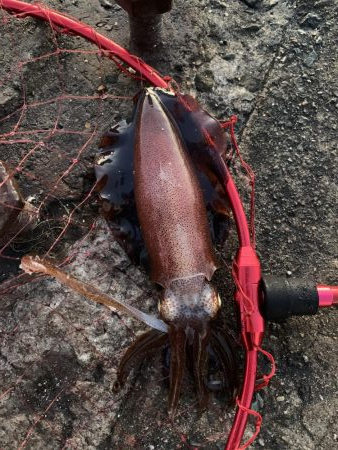 ラストエギング